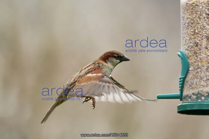 : House Sparrow adult male in flight flying : House Sparrow adult male in flight flying