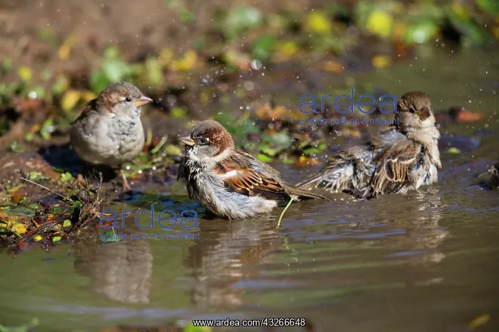 : House Sparrow, three adults bathing in puddle, Northumberlan : House Sparrow, three adults bathing in puddle, Northumberlan