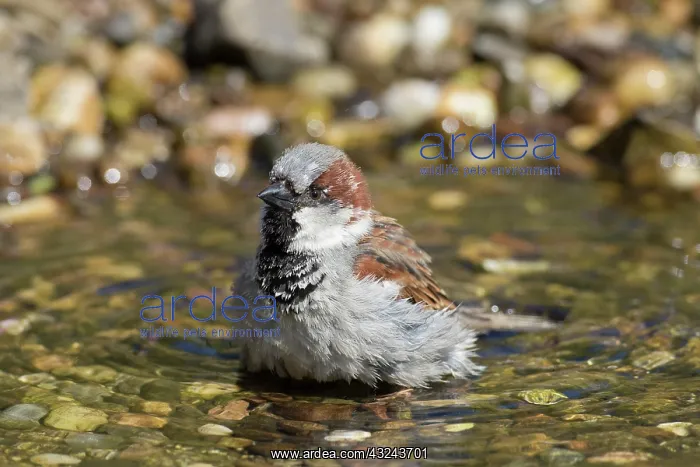 : House Sparrow - bathing male - Germany : House Sparrow - bathing male - Germany