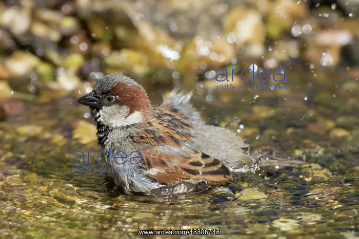 : House Sparrow - bathing male - Germany : House Sparrow - bathing male - Germany