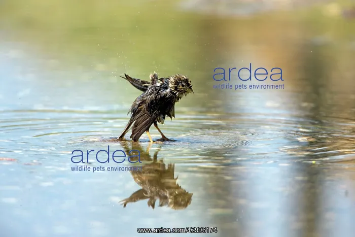 : House Sparrow - bathing in stream Castro Verde : House Sparrow - bathing in stream Castro Verde
