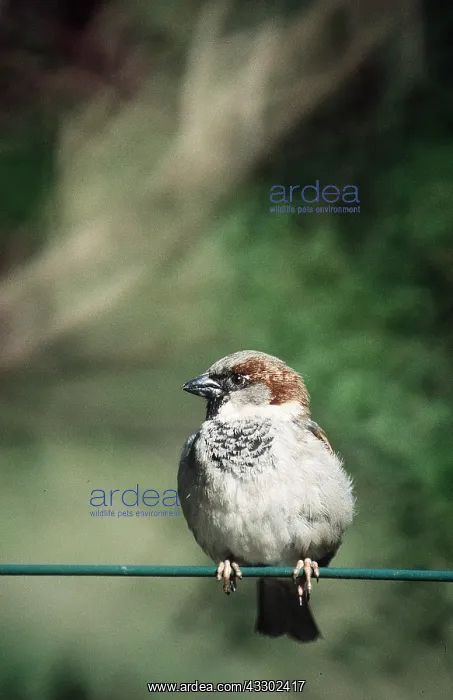 : HOUSE SPARROW - on cable : HOUSE SPARROW - on cable