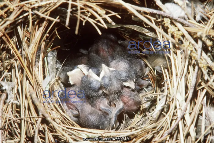 : House Sparrow Chicks : House Sparrow Chicks