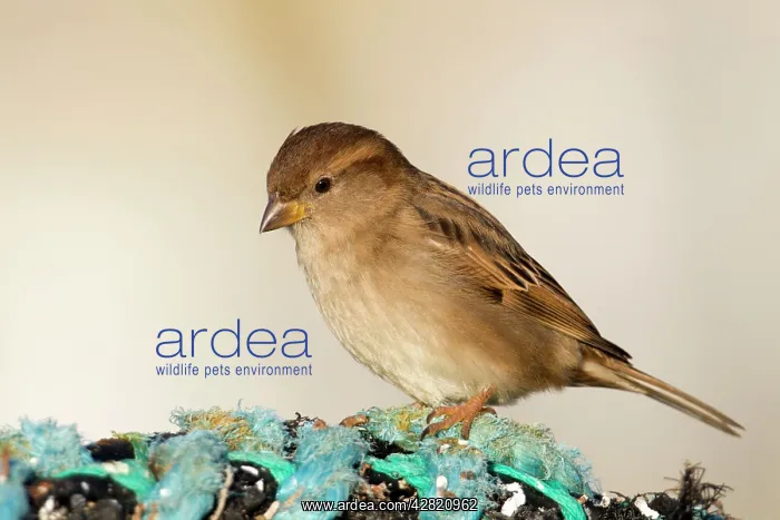: House Sparrow - at the coast - female : House Sparrow - at the coast - female