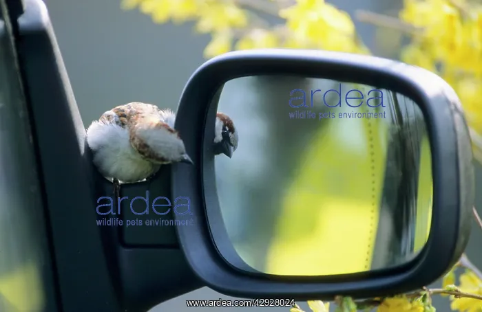 : House SPARROW - Displaying at reflection in car mirror : House SPARROW - Displaying at reflection in car mirror
