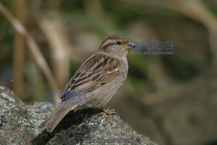 : House Sparrow - Female : House Sparrow - Female