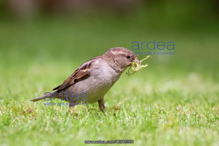 : House Sparrow - female collecting moss : House Sparrow - female collecting moss