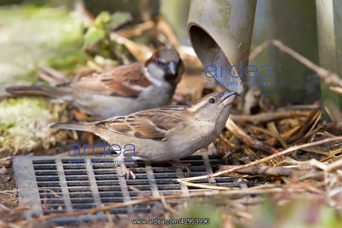 : House Sparrow - female drinking from guttering : House Sparrow - female drinking from guttering