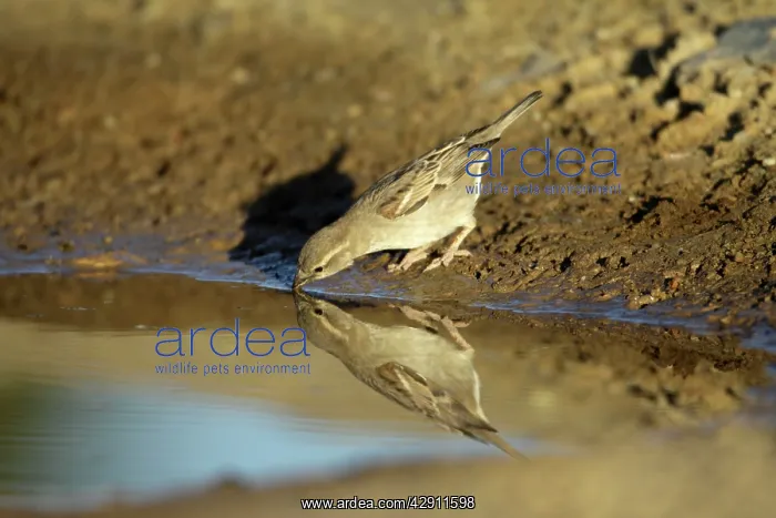 : House Sparrow - female drinking at puddle : House Sparrow - female drinking at puddle