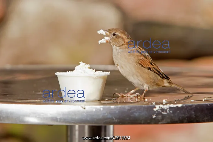 : House Sparrow - female feeding on cream at restaurant table : House Sparrow - female feeding on cream at restaurant table