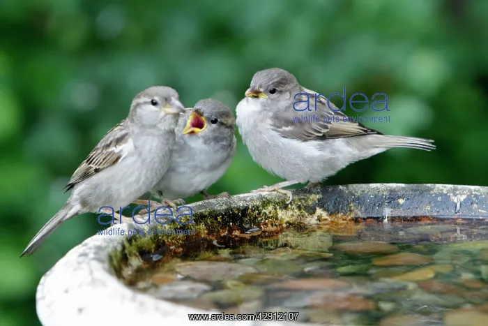 : House Sparrow - female feeding two fledgelings : House Sparrow - female feeding two fledgelings