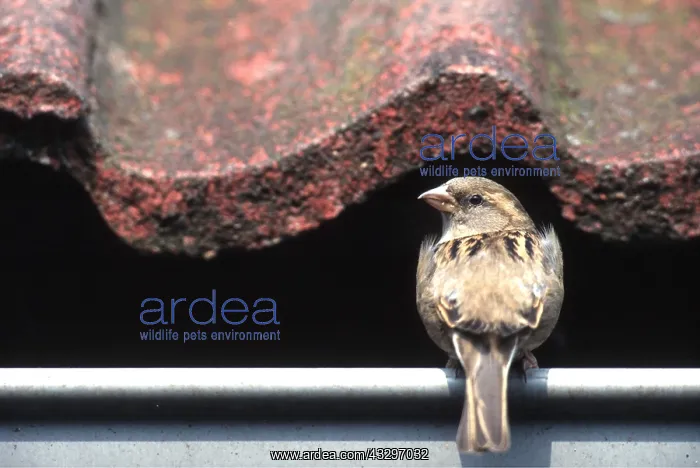 : HOUSE SPARROW - female, looking : HOUSE SPARROW - female, looking
