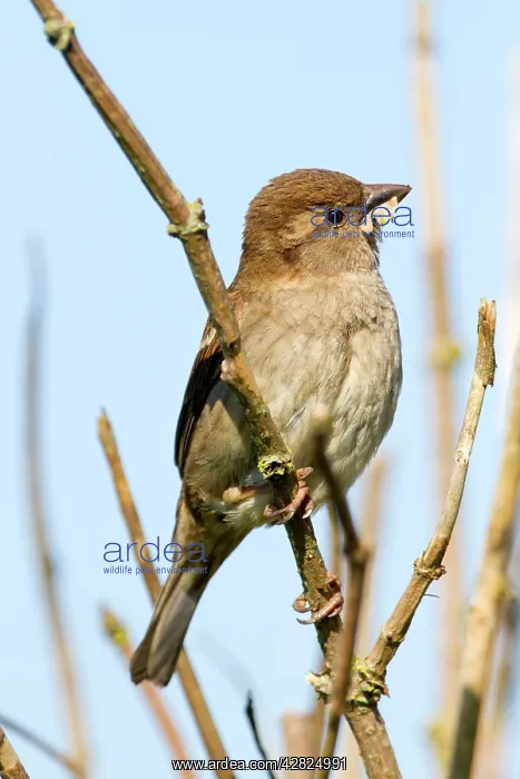 : House Sparrow - Female - with Nesting Material : House Sparrow - Female - with Nesting Material