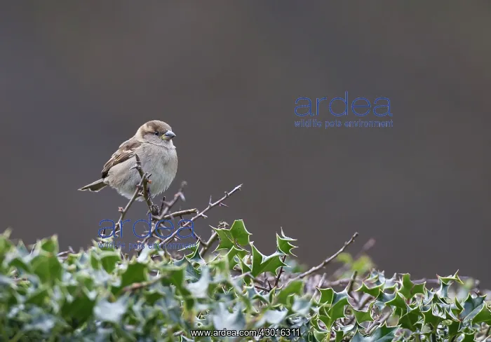  : House Sparrow female perched on hedge