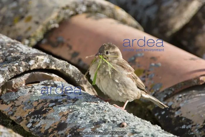 : House Sparrow - Female taking grass as nest material : House Sparrow - Female taking grass as nest material