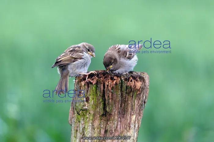: House Sparrow - two fledgelings on fence post - feeding : House Sparrow - two fledgelings on fence post - feeding