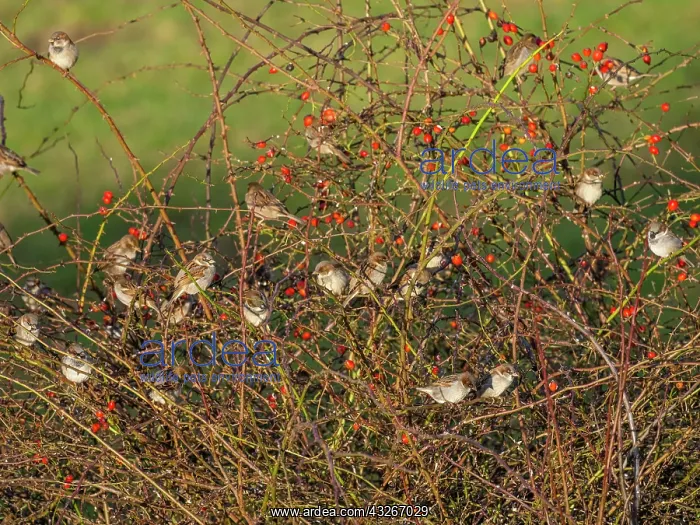 : House Sparrow - flock sitting in Dog rose bush (Rosa : House Sparrow - flock sitting in Dog rose bush (Rosa