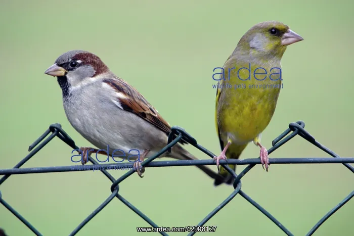  : House Sparrow - and Greenfinch (Carduelius chloris)
