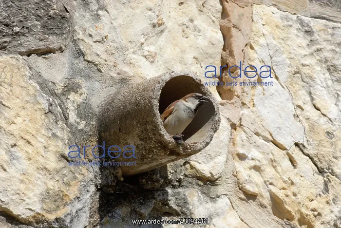 : House Sparrow investigating a pipe : House Sparrow investigating a pipe