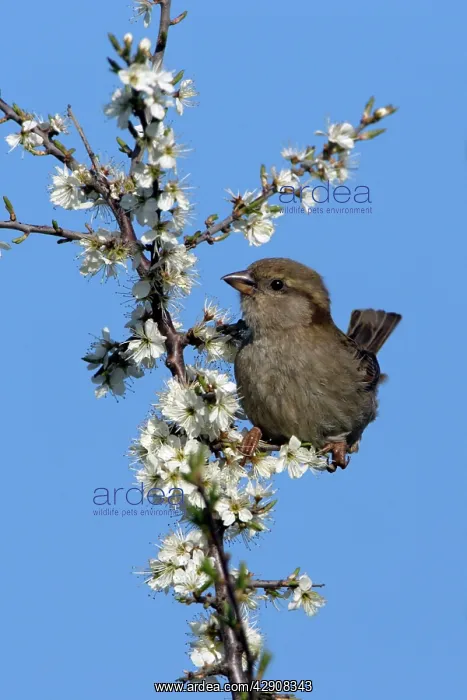 : House Sparrow - juvenile on blossoming blackthorn branch : House Sparrow - juvenile on blossoming blackthorn branch