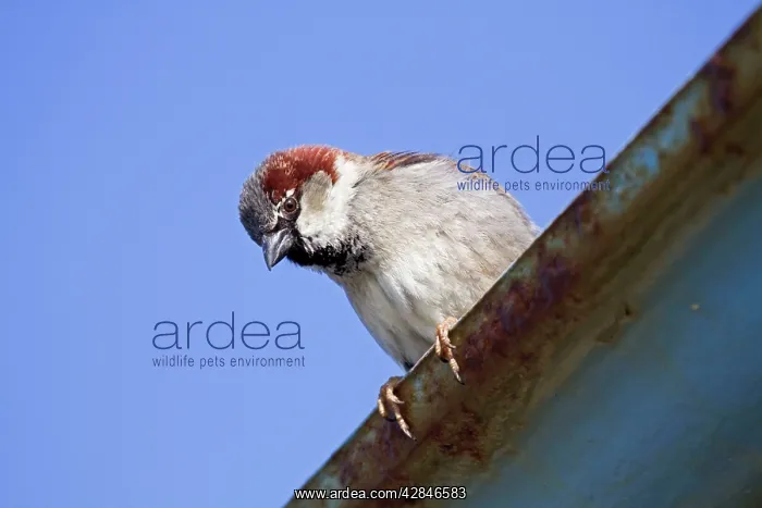 : House Sparrow - male : House Sparrow - male