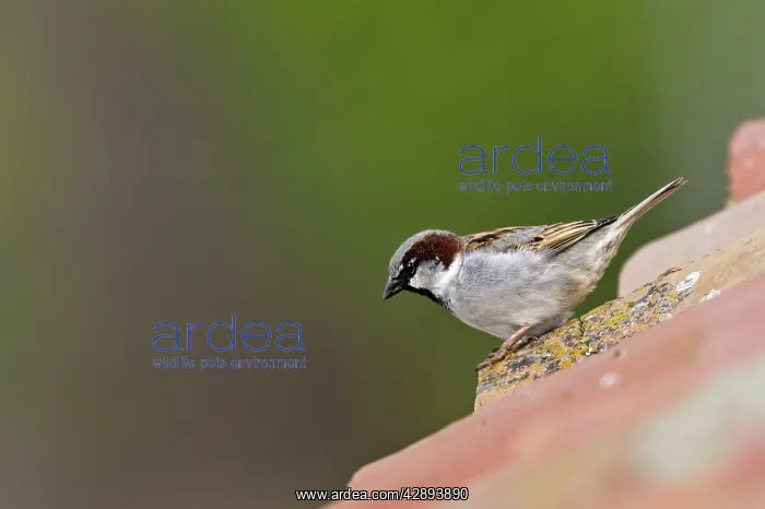 : House Sparrow - male : House Sparrow - male
