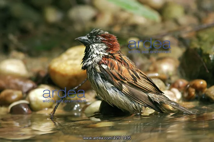 : House Sparrow - male : House Sparrow - male