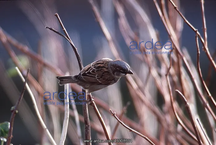 : HOUSE SPARROW - male : HOUSE SPARROW - male