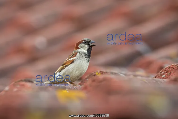 : House Sparrow - Male - Beak Open - UK : House Sparrow - Male - Beak Open - UK