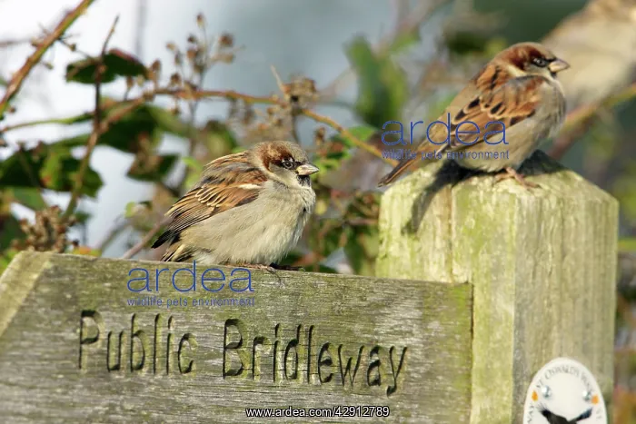 : House Sparrow - male bird perched on footpath sign : House Sparrow - male bird perched on footpath sign
