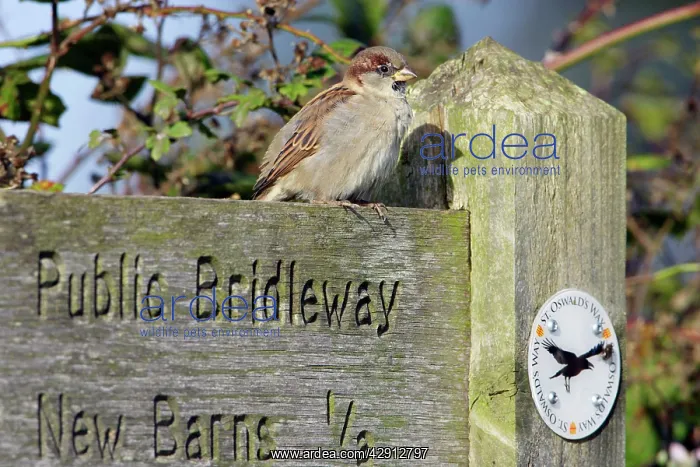 : House Sparrow - male bird perched on footpath sign : House Sparrow - male bird perched on footpath sign