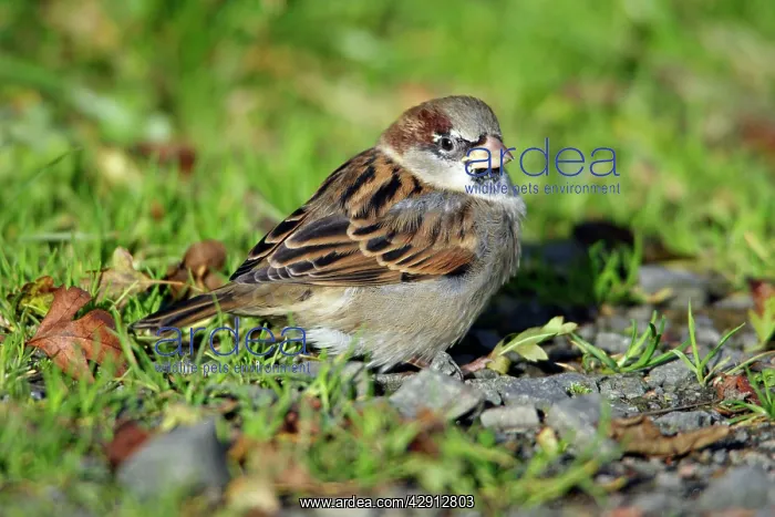 : House Sparrow - male bird sitting on ground : House Sparrow - male bird sitting on ground