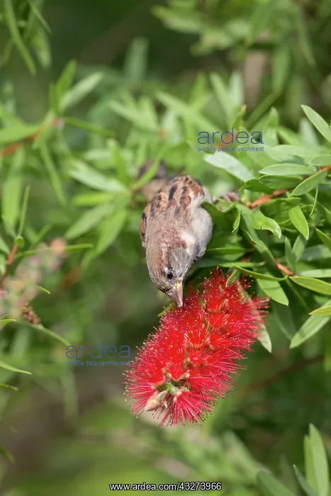 : House Sparrow - male on Bottle Brush Tree : House Sparrow - male on Bottle Brush Tree