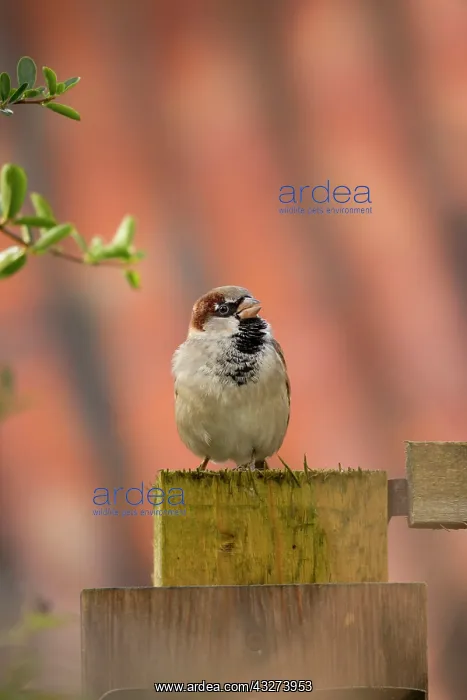 : House Sparrow - male chirping : House Sparrow - male chirping