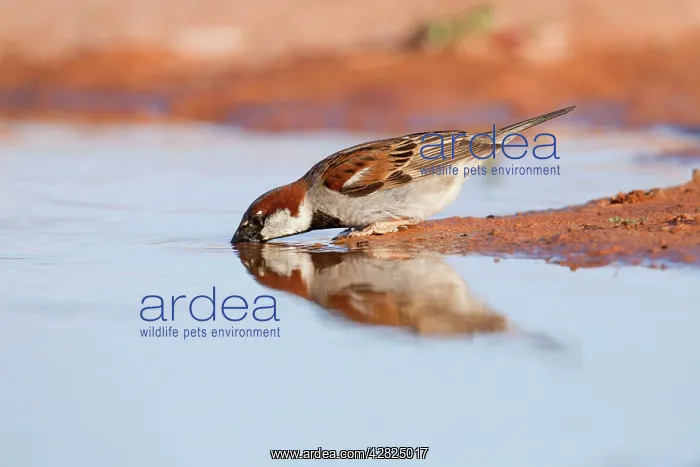 : House Sparrow - Male - Drinking : House Sparrow - Male - Drinking