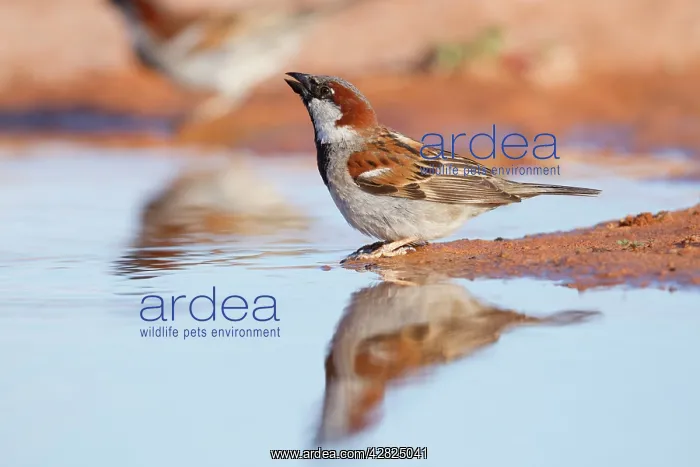 : House Sparrow - Male - Drinking : House Sparrow - Male - Drinking