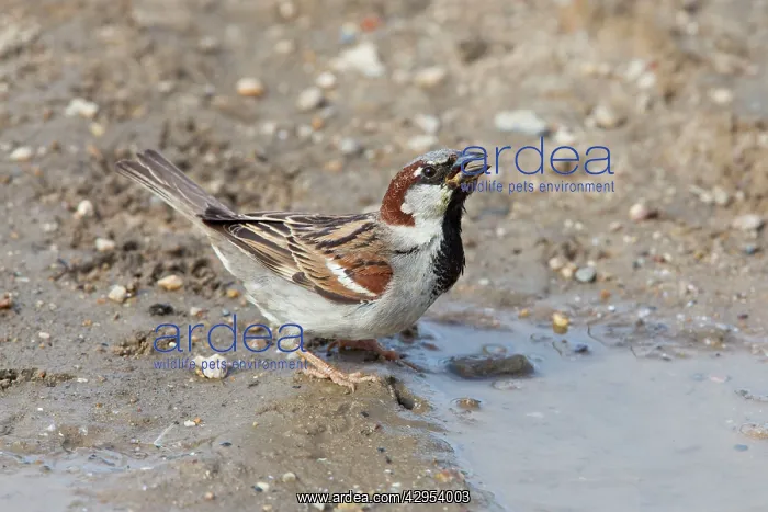 : House Sparrow - male drinking from puddle : House Sparrow - male drinking from puddle