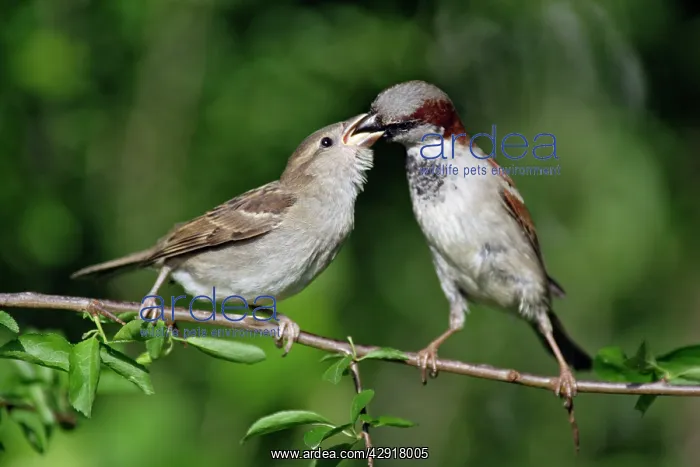 : House Sparrow - male feeding fledgling : House Sparrow - male feeding fledgling