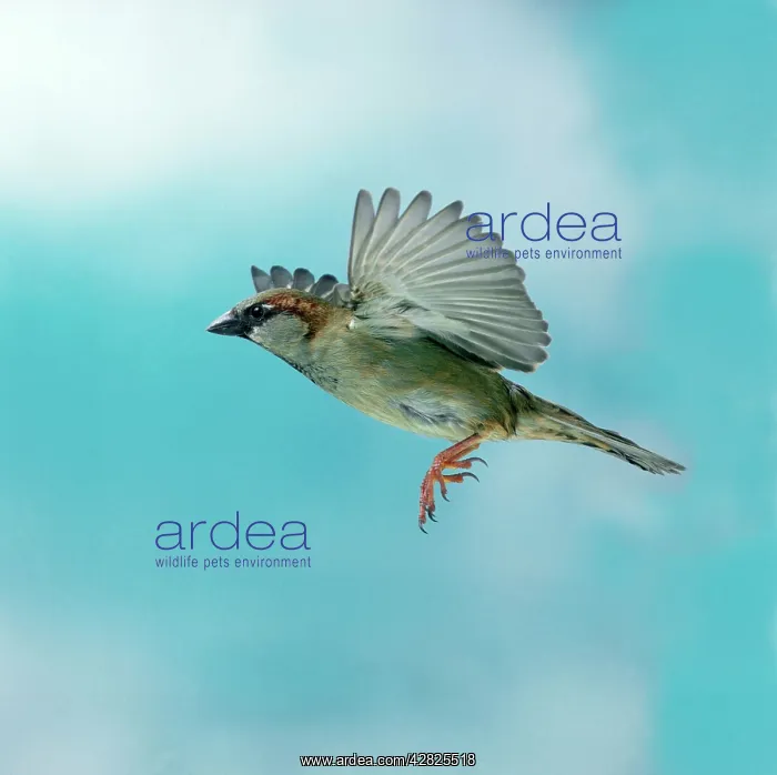 : House sparrow - Male in flight, wings up, side view : House sparrow - Male in flight, wings up, side view