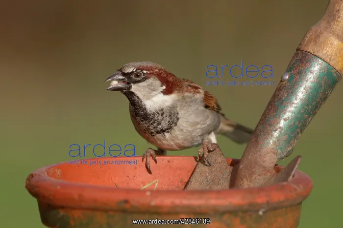 : House Sparrow - male on garden plant pot : House Sparrow - male on garden plant pot