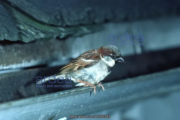: HOUSE SPARROW - male, on guttering : HOUSE SPARROW - male, on guttering