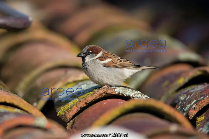  : House Sparrow - male on house roof Alentejo, Portugal