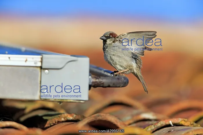  : House Sparrow - male on house roof Alentejo, Portugal