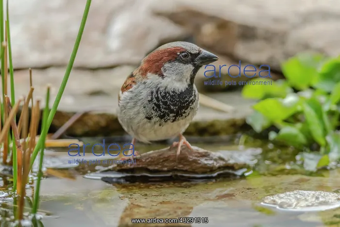 : House sparrow - male house sparrow about to take a bath in a : House sparrow - male house sparrow about to take a bath in a