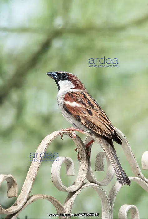 : HOUSE SPARROW - male, on ironwork : HOUSE SPARROW - male, on ironwork