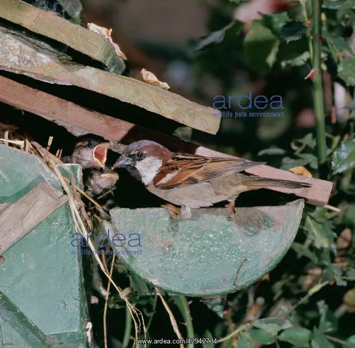 : House SPARROW - male at nest : House SPARROW - male at nest