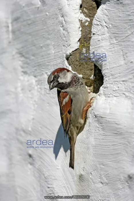: House sparrow - male at nest entrance : House sparrow - male at nest entrance