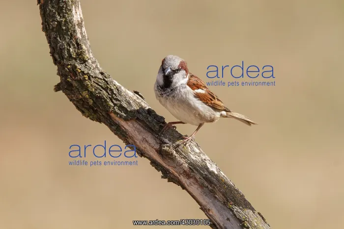 : House Sparrow male perched on a branch Castile-La : House Sparrow male perched on a branch Castile-La