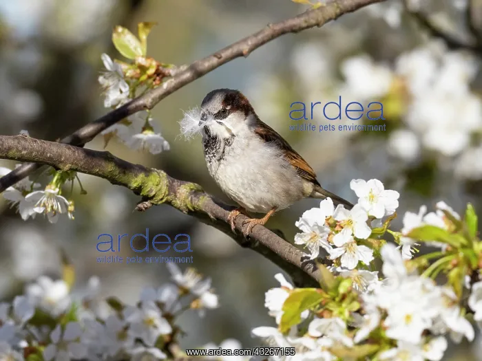  : House Sparrow - male perched on branch of flowering