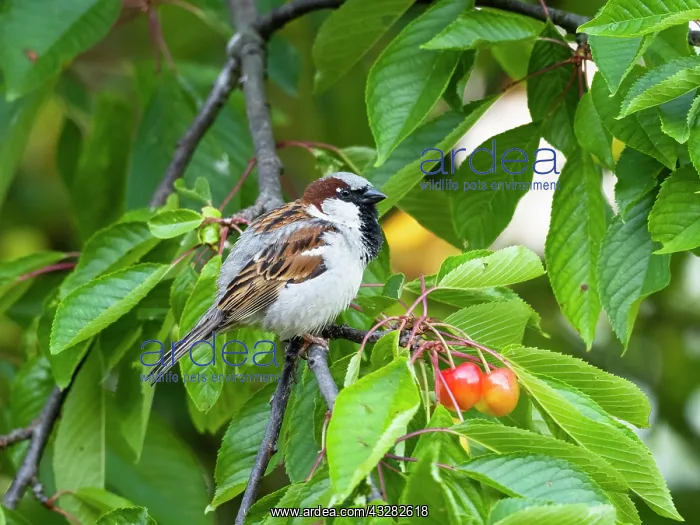 : House Sparrow - male perched in cherry tree, Hessen : House Sparrow - male perched in cherry tree, Hessen